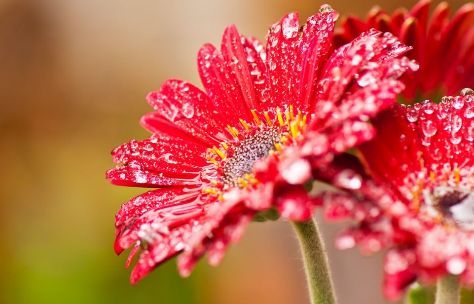 Plantas y mas (@plantas_ymas) on Twitter photo 