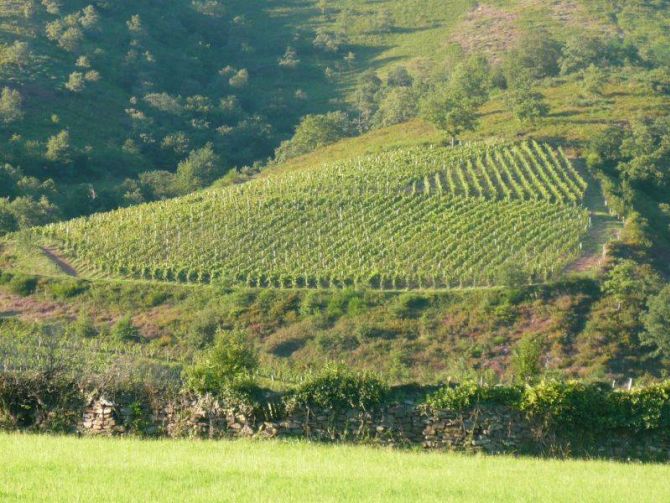 iDealwine's tweet photo. Le domaine #Arretxea, la référence des #vins #basques | #Irouléguy
►https://t.co/keXmSX5mGJ #PaysBasque #pépite https://t.co/4CnjWOXlzC