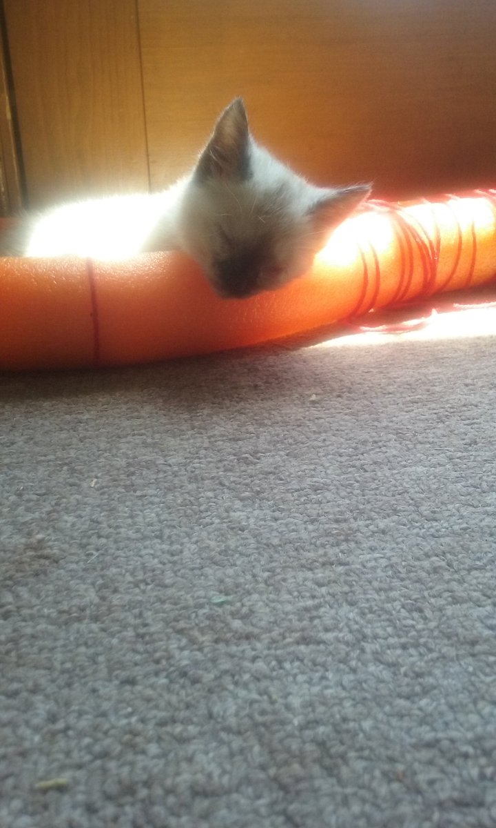 LadySifTheCat's tweet photo. #Chillin #CatsOfTwitter #LadySif #CatChillin https://t.co/yZgE24u7R1
