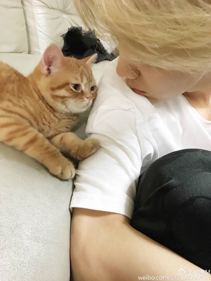 blondeIuhan's tweet photo. He loves his cats the most 💞 https://t.co/7LDIS9F9P2