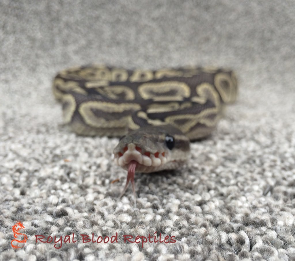 Royal Blood Reptiles tweet media