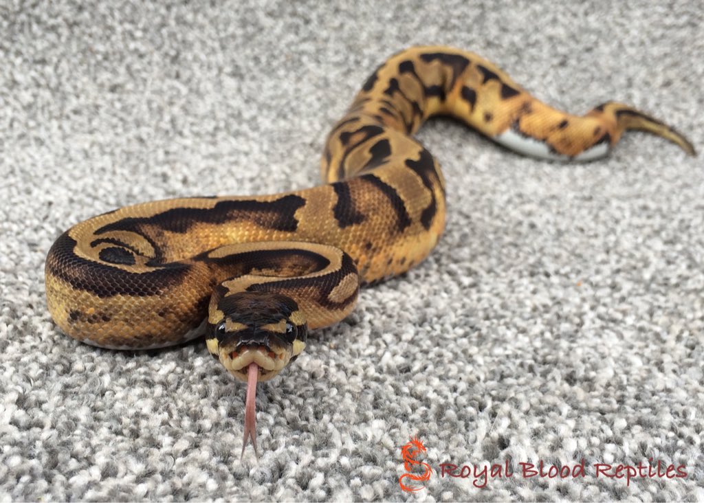 Royal Blood Reptiles tweet media