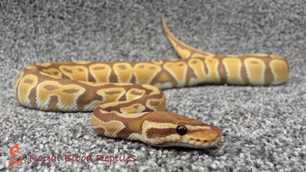 Royal Blood Reptiles tweet media