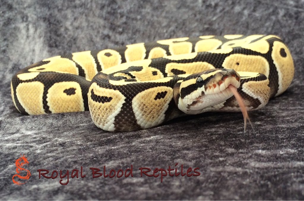 Royal Blood Reptiles tweet media