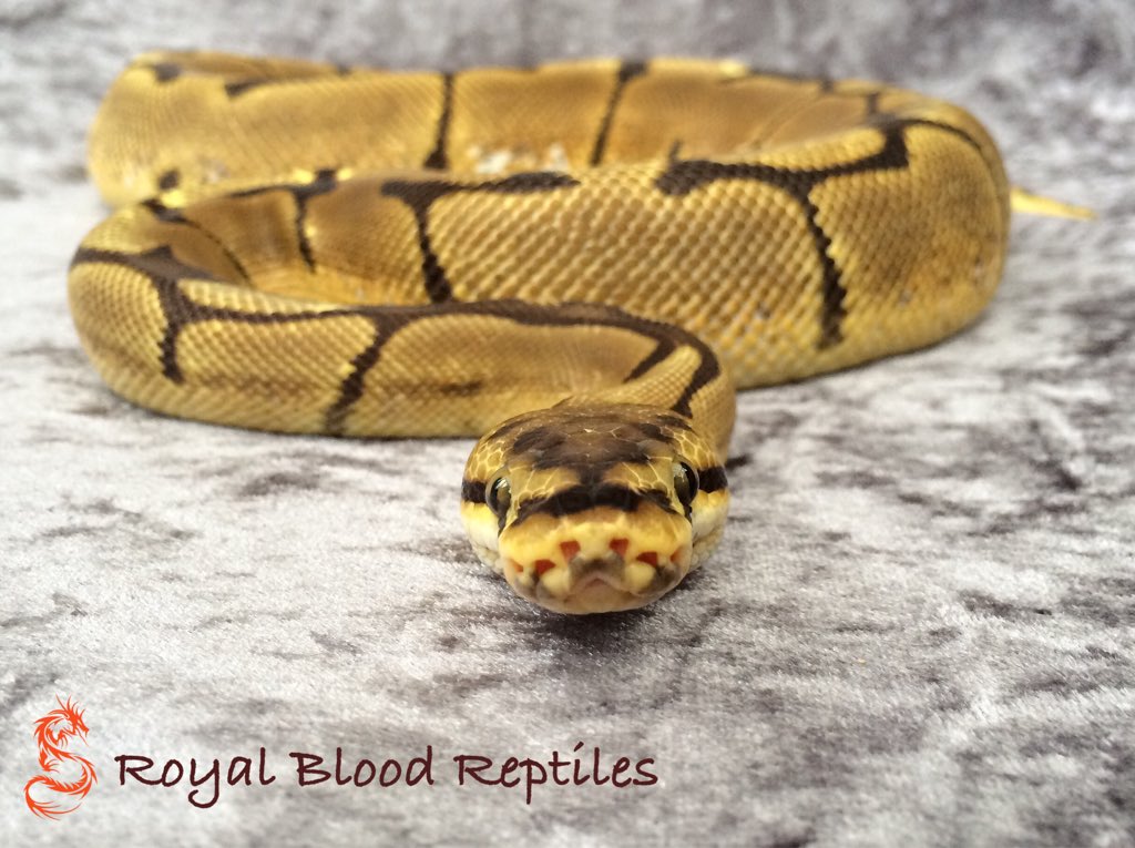 Royal Blood Reptiles tweet media