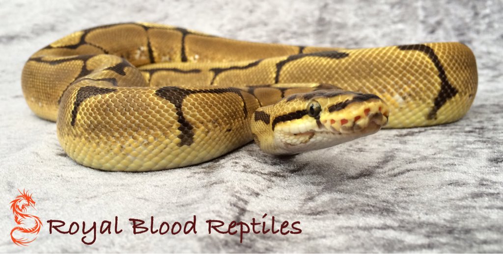 Royal Blood Reptiles tweet media