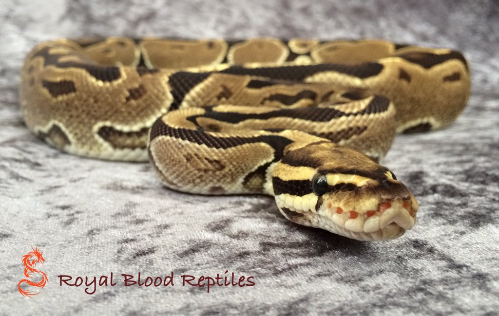 Royal Blood Reptiles tweet media