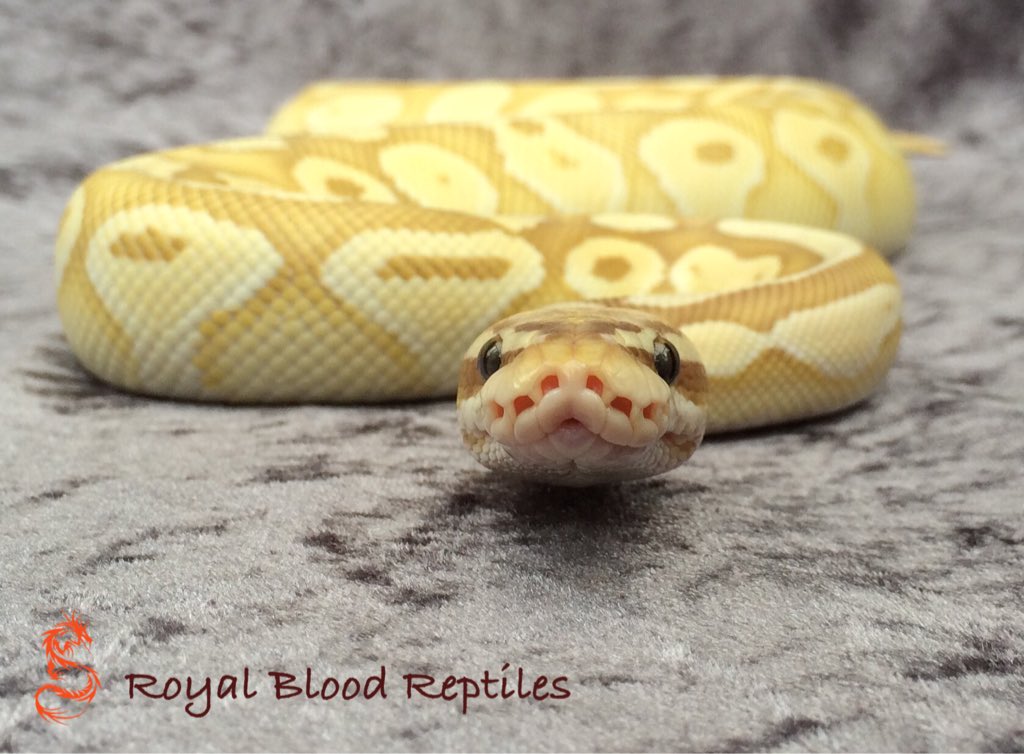 Royal Blood Reptiles tweet media