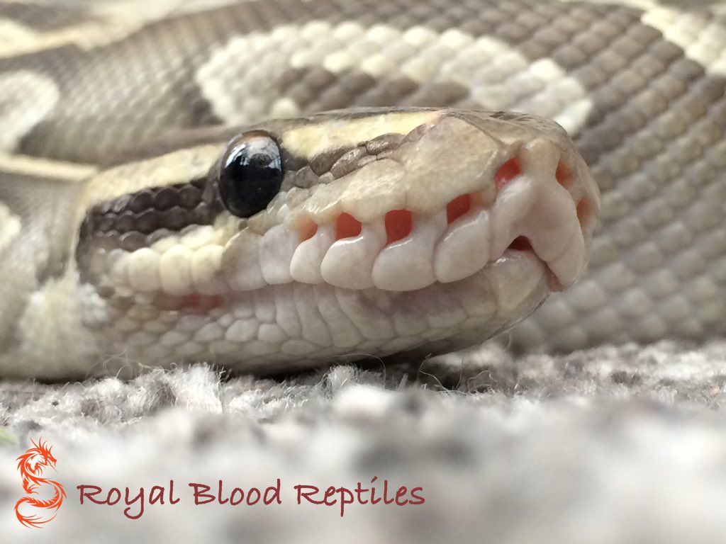 Royal Blood Reptiles tweet media