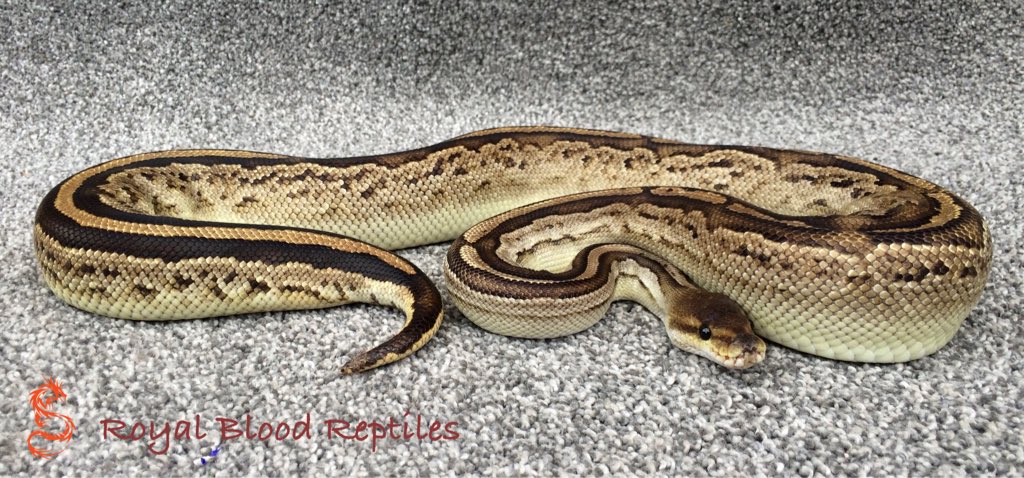 Royal Blood Reptiles tweet media