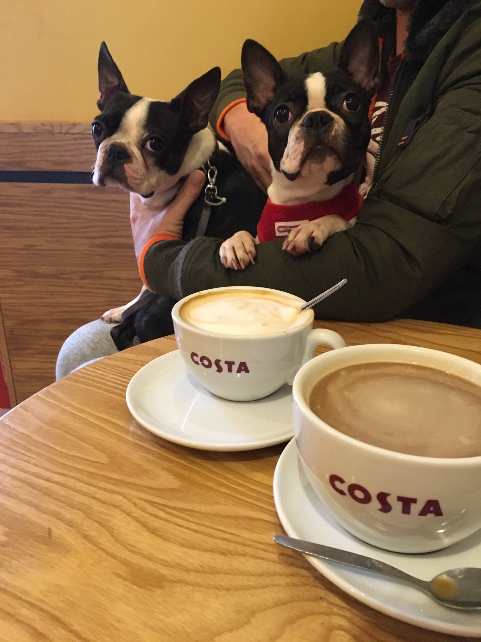 Do Costa Allow Dogs