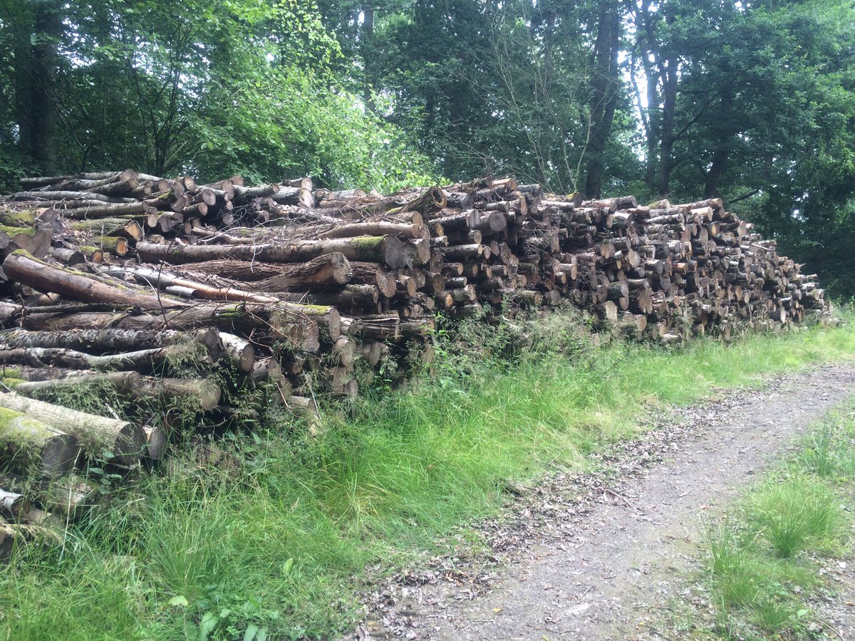 Plenty of wood ready to process for next year