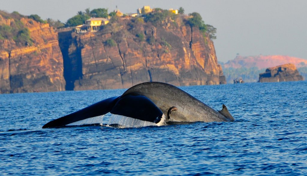 Stayinlanka's tweet photo. 5 Great Places for Whales and Dolphins Watching in #SriLanka,3rd Place is Wonderful https://t.co/4ix8WAbVfc  #Travel https://t.co/xHL93O5j6z