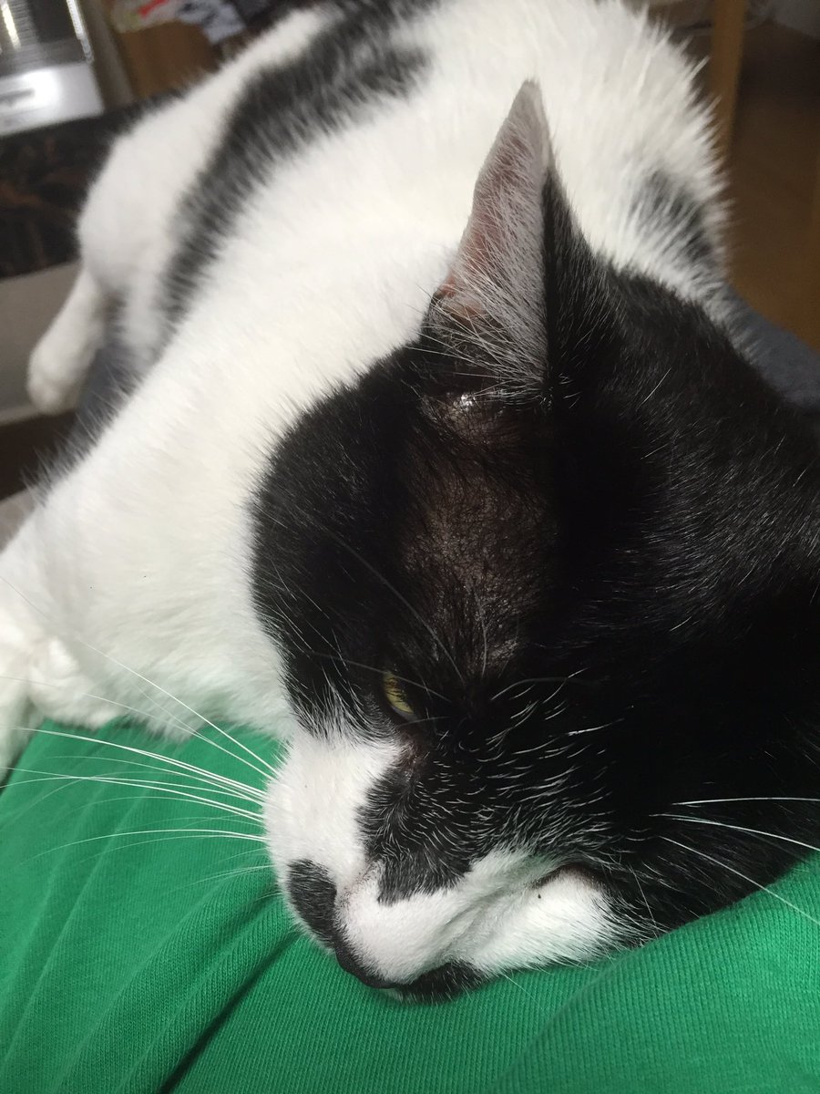 ケイコオンニ Na Twitteru 猫ノミに刺されると ケイコ水疱になります なりません アレルギーなのか ひどい痒みで赤くなってシコリのようになり 水疱になって潰すと汁が 昔からなんです この毛の下に奴らが フロントラインは先日しましたが 遅かったようです