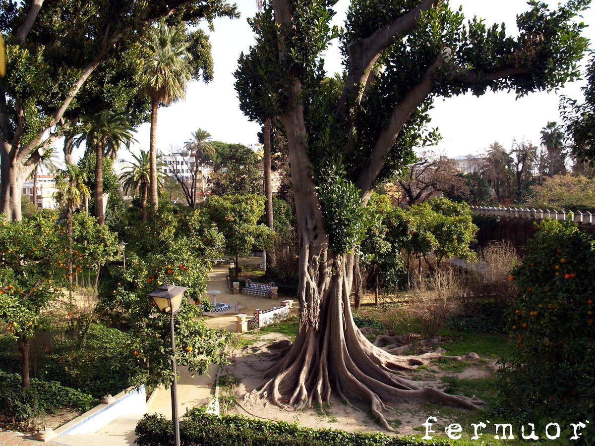 SevillaInsolita's tweet photo. Sevilla es la ciudad española con más hectáreas verdes por habitante. Concretamente, la ciudad cuenta con 300. https://t.co/Ht0xP3UUJk