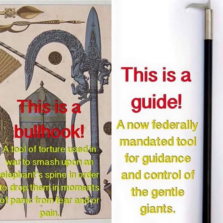 StargazingShep's tweet photo. KNOW The Difference!
#Bullhook #SaveOurCircus #elephants https://t.co/wMlyKz2mMj