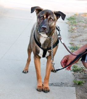 ForteAnimalResq's tweet image. Foster Roxy! Shy 7-month-old girl, very sweet. House-trained, spayed and vaccinated. Good with mellow dogs.