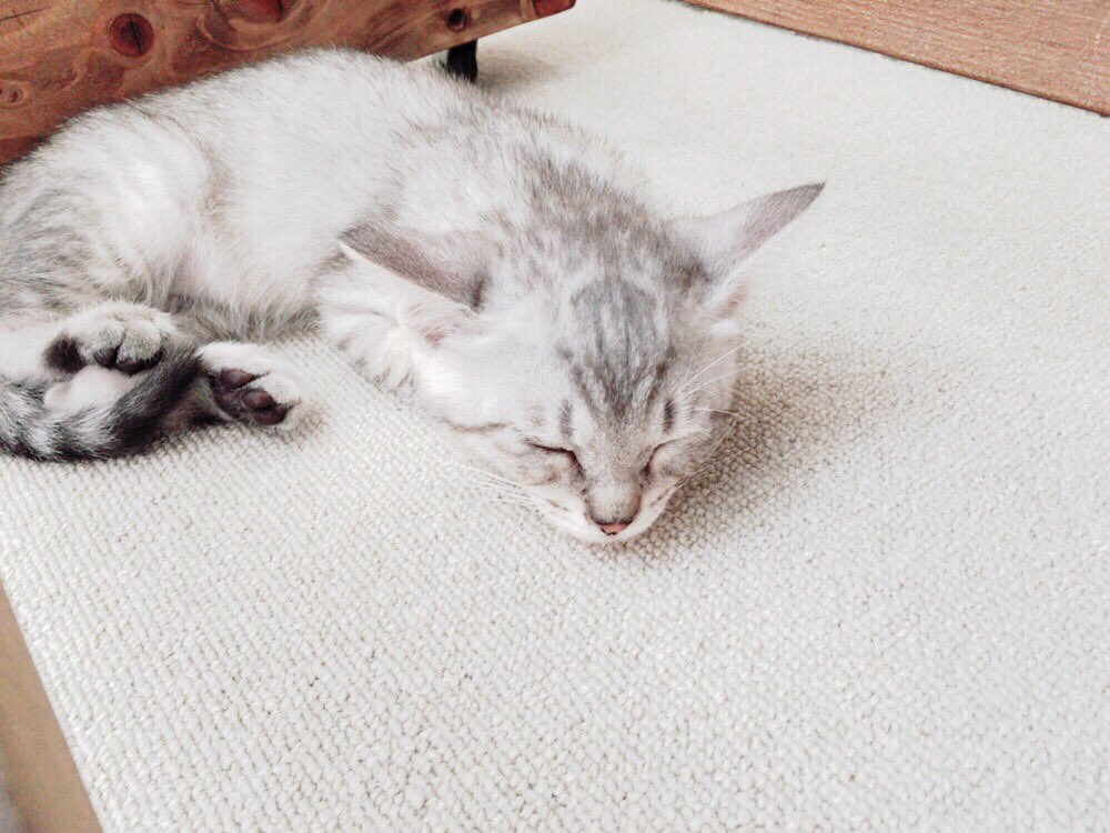 こねこカフェサンクチュアリ 保護猫カフェ uchimiho Twitter こねこカフェサンクチュアリ 保護猫カフェ uchimiho Twitter