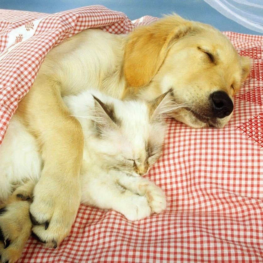 MascotaGenial's tweet photo. Buenas noches amiguetes. https://t.co/Qsku5BVnbf