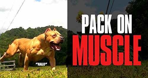 CouponsCentrlUK's tweet photo. #Vita #Bully #Supplement for Pitbulls, American Bullies, Bulldogs - (60 Tablets) Just £31.50
https://t.co/nuBrEIZYf6 https://t.co/0re1Ypabii