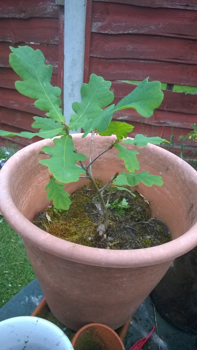 jayniebutlbearm's tweet image. @30DaysWild my own oak tree grown from an acorn #30DaysWild #futuretrees