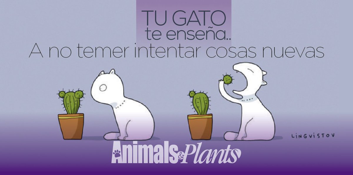 Un poco de humor gatuno... #FelizDomingo #AnimalsAndPlants