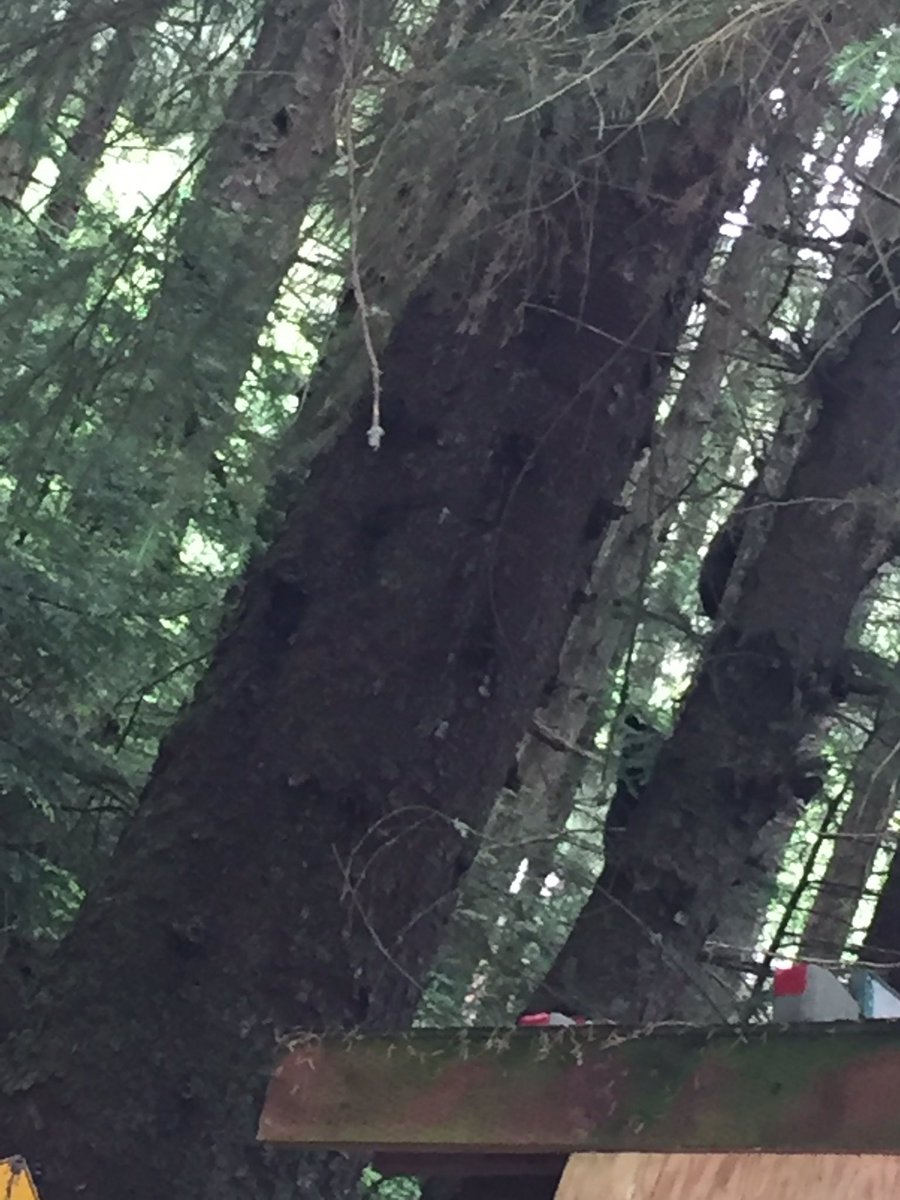 ka33pie's tweet photo. Walked out my front door to see a mama and her two cubs just chillin in my driveway!! 🐻 #onlyinAK #tinycubs https://t.co/Nm3e6x1N1k