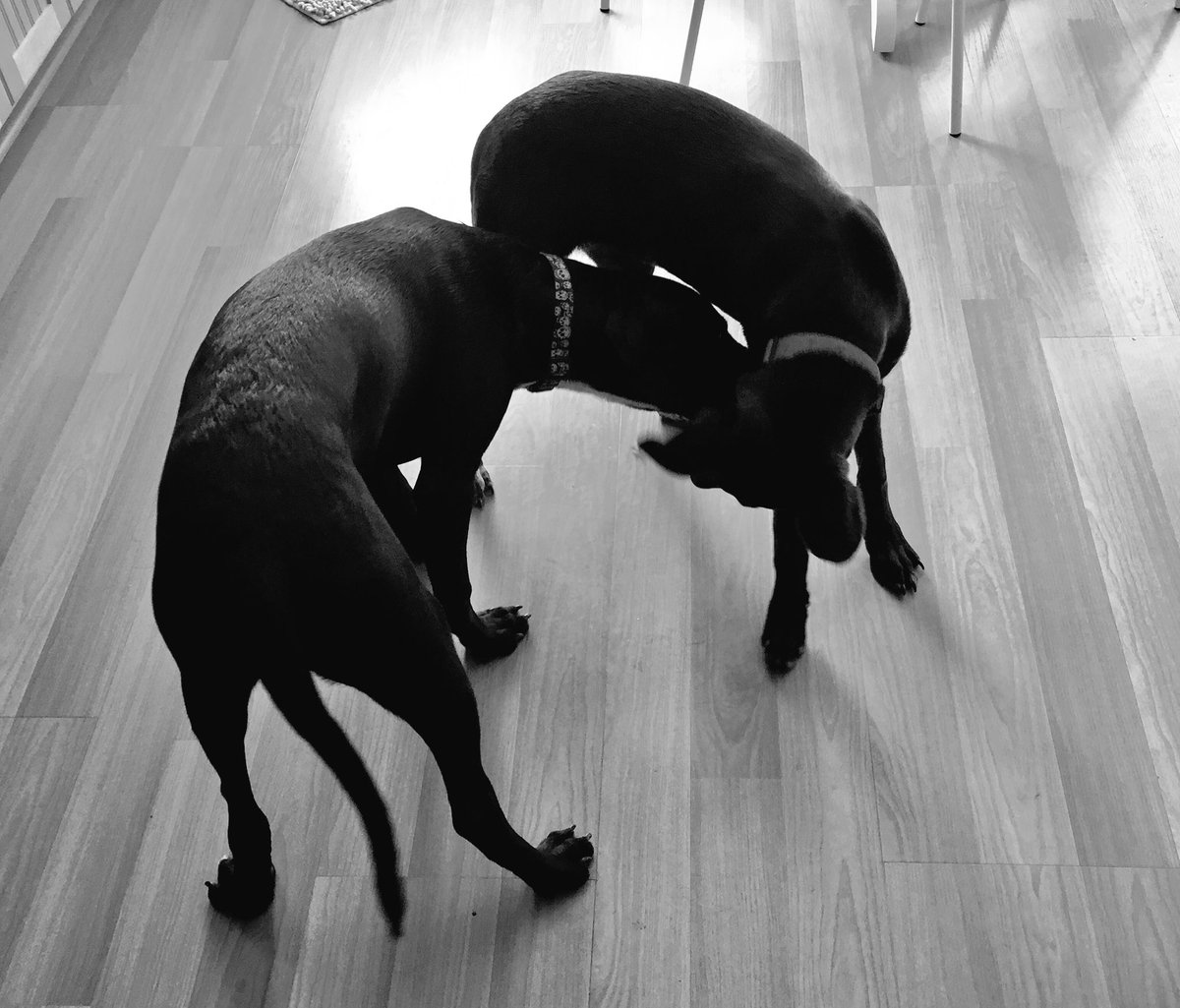 TheDoshaDogsDig's tweet photo. Dosha of The Day: #DogPlayDates
Why do we dig DogPlayDates?#PipPipHoundDog gets to wrestle w/sister #AlabamaGetaway❣ https://t.co/rmH5PB8IMy