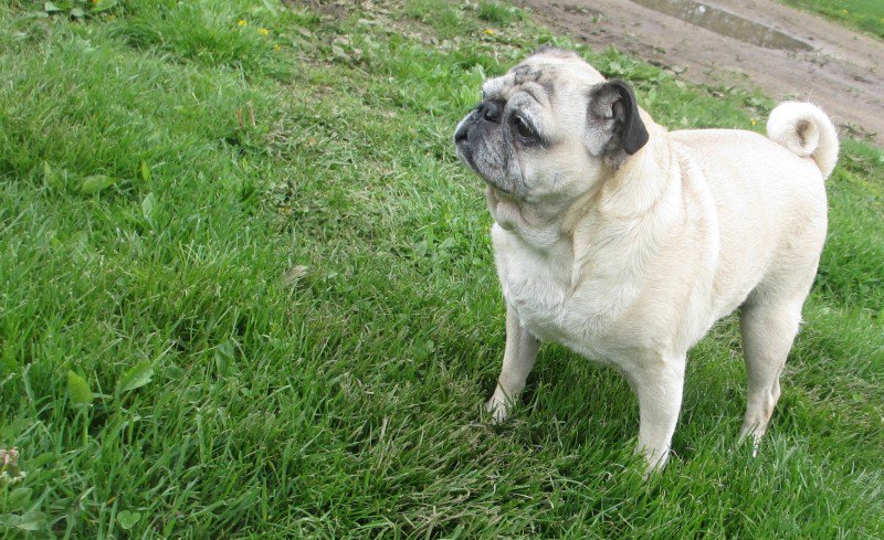 EmilyReviewsCom's tweet image. Why I Ditched #FrontlinePlus For #PetActionPlus #ad #fleaprotection #fleaseasonhttp://buff.ly/289Epbk