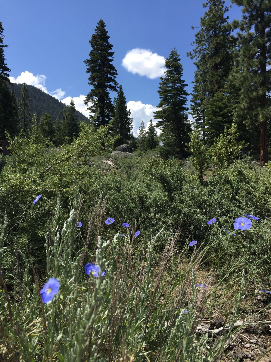 rubyplusrose's tweet image. “If I had a flower for every time I thought of you...I could walk through my garden forever.” -Alfred Tennyson