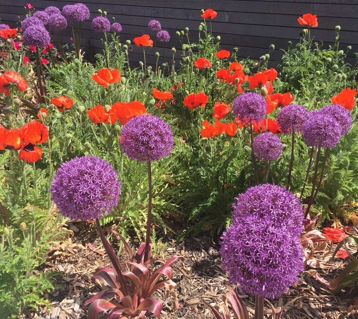 GwenEKnight's tweet photo. Nature offers colour harmonies for outfits #splitcomplementary: G, RO, RV. Calmer, hi contrast https://t.co/jw33IiNvKL