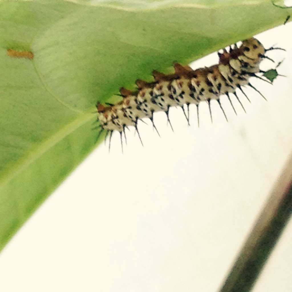 And today! They grow up so fast.. 🐛