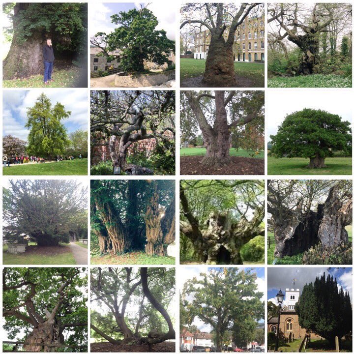TiCLme's tweet photo. Together we're putting the UK's most remarkable trees on the map
you're amazing!
Great Trees of Britain #GTOB https://t.co/LLSo9S24HX