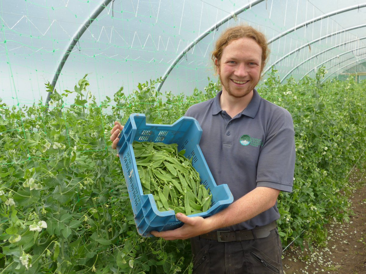 Veg Box People (@vegboxpeople) on Twitter photo Mange tout pea harvest today at <a href="/kindlingtrust/">The Kindling Trust</a>'s #FarmStart #Woodbank! Lots more coming! #local #Stockport Mange tout pea harvest today at <a href="/kindlingtrust/">The Kindling Trust</a>'s #FarmStart #Woodbank! Lots more coming! #local #Stockport