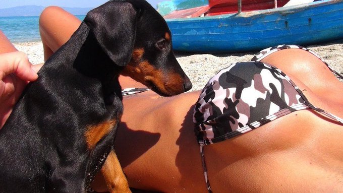 Pictures of Puppies That Will Even Have Dudes Going "Awww" https://t.co/2wqw09llkE https://t.co/unbV