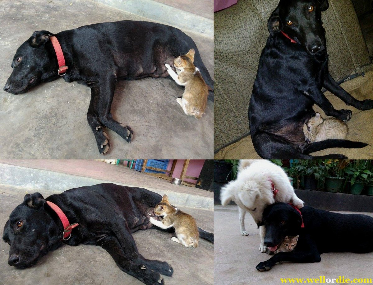 pathofanimals's tweet image. Mama dog taking care of her baby