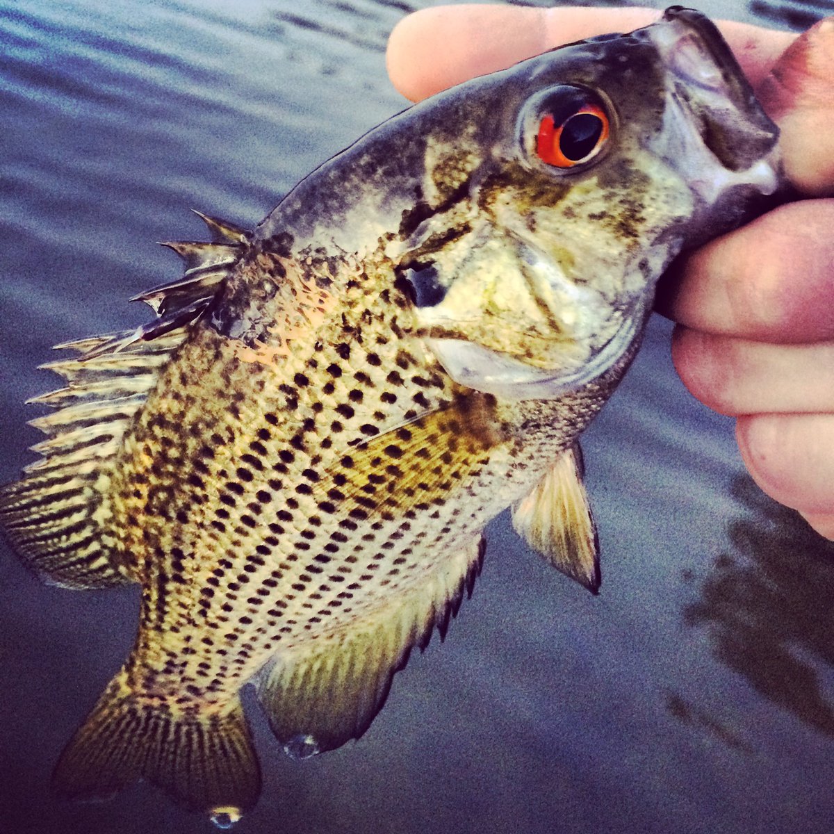#Fishing #RockBass