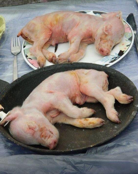 VeganiaA's tweet photo. Eating corpses is simply not normal. Let's exit the nightmare
#NonViolence #SocialJustice #BaconLovers #ham #pork https://t.co/eENbRxlKZN