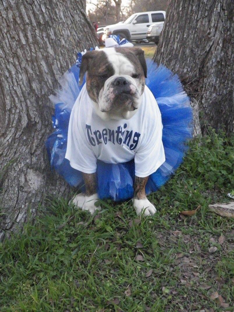 ovgal1978's tweet image. @THScopeComments this #bully #loves @TrentWHarmon. They go way back!  #teamtrent #trenting in Dallas! #harmonies