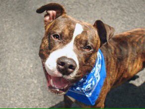 southernpride50's tweet photo. TO DIE 6/13/16. #NYC. 
🆘LC🆘

ADAM-A1075524-male br brindle pit bull mx 2 YRS 56.6 LBS. 

https://t.co/jbo7KSeO76… https://t.co/VqVgfzj1sP