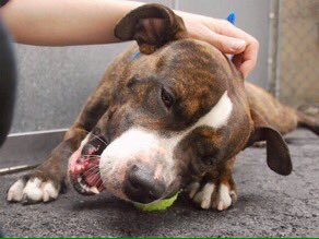 southernpride50's tweet photo. TO DIE 6/13/16. #NYC. 
🆘LC🆘

ADAM-A1075524-male br brindle pit bull mx 2 YRS 56.6 LBS. 

https://t.co/jbo7KSeO76… https://t.co/VqVgfzj1sP