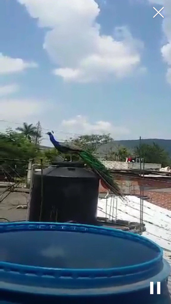 poremor_padron's tweet photo. Mirar en #Periscope: pavoreal. libre https://t.co/Cl2SnQl3gZ https://t.co/y6raWupQAD