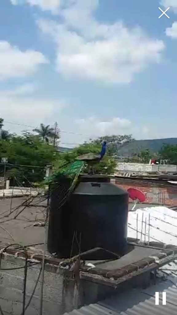 poremor_padron's tweet photo. Mirar en #Periscope: pavoreal. libre https://t.co/Cl2SnQl3gZ https://t.co/rwQAkUiGI1