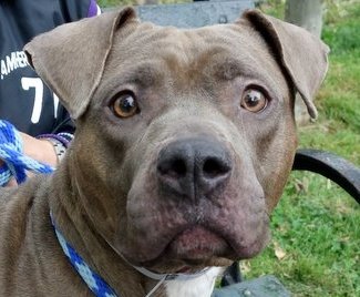 greennomad61's tweet photo. @BilldeBlasio @NYCACC #RWeinstock #killed JUICY💉6-10
#NoKillPROMISED2014 #MedsExp #NYC #News
https://t.co/VsfBRQrCga https://t.co/u5QdvqbkbF