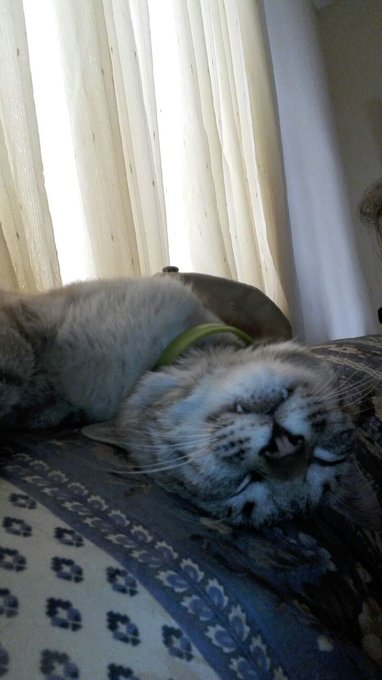 Mi hijo https://t.co/6nGzHgJxfl<a href="/tag/wicca"class="tags"><span>#wicca</span></a><a href="/tag/wiccan"class="tags"><span>#wiccan</span></a>