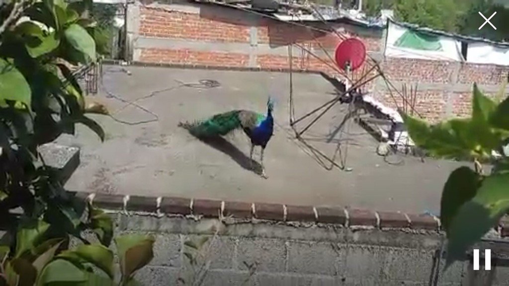 poremor_padron's tweet photo. Mirar en #Periscope: pavoreal. libre https://t.co/Cl2SnQl3gZ https://t.co/6C14oG9JvN