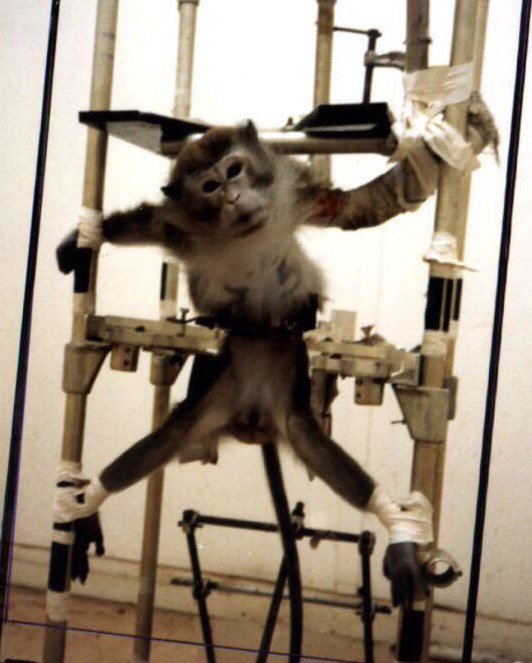 Эксперименты над животными. Опыты на людях и животных. Опыты на лабораторных животных. Эксперименты и опыты над жиа. Эксперименты и опыты над жиа.