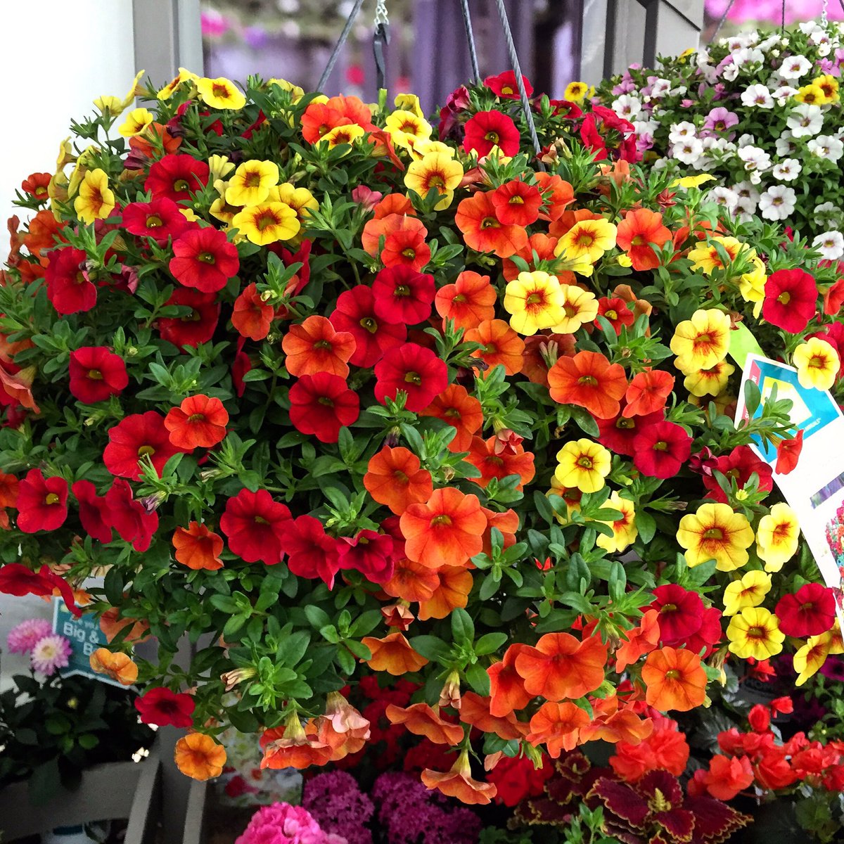 PlantGeekGeoff's tweet image. #onestepstyle from @HGTVHOMEPlants #patiolife @UpShootHort @msstate @gardencentermag @GreenhouseMag @GPNmag