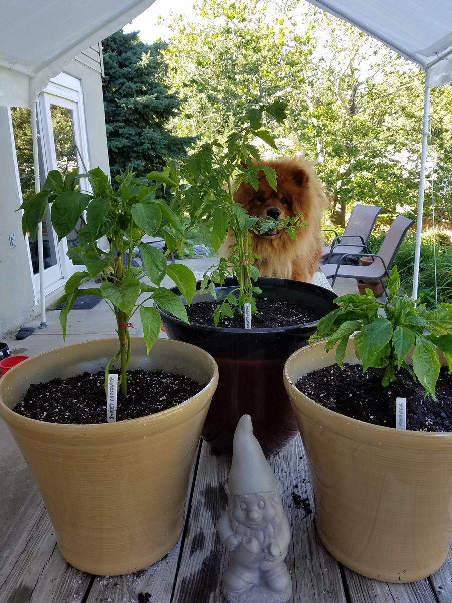 I'm going to call this the #chocolatetrio. #chocolatecherry#chocolatesweetpepper#chocolatemorugascorpion