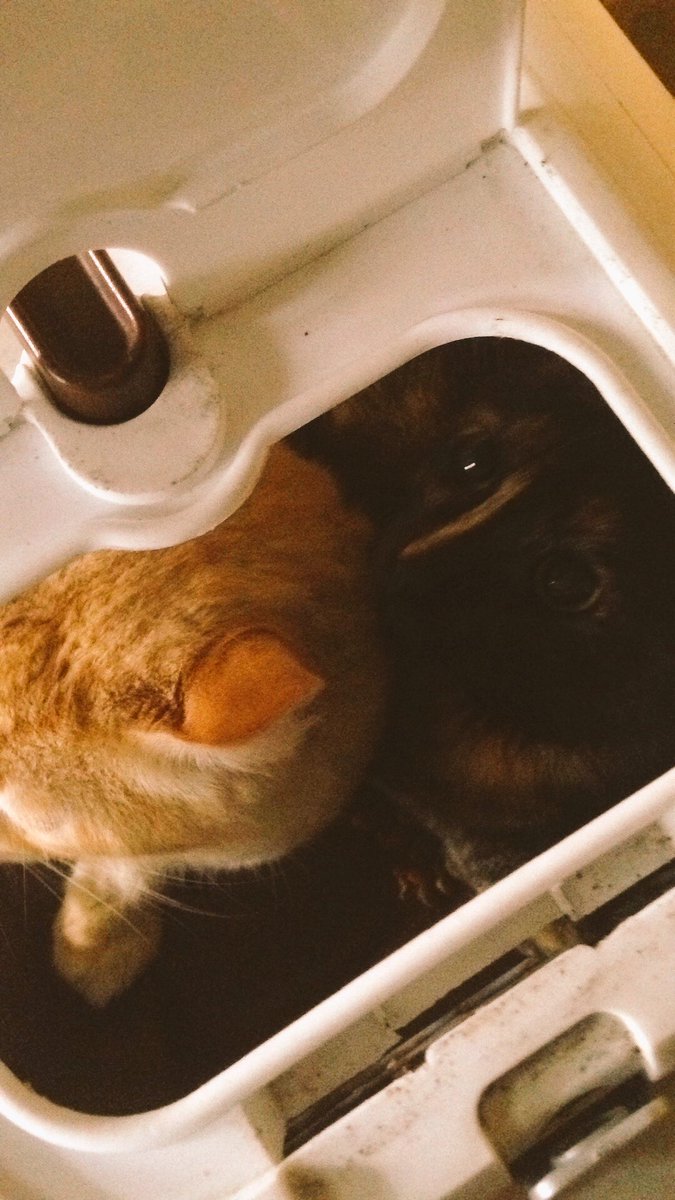 DraKitsch's tweet photo. Amor a mis peques #Bruno #Luna #Kevin #EsterilizaciónAnimal https://t.co/GJCzMqD3FR